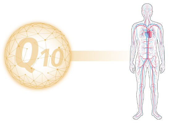 Schwierigkeiten des Körpers Q10 aufzunehmen