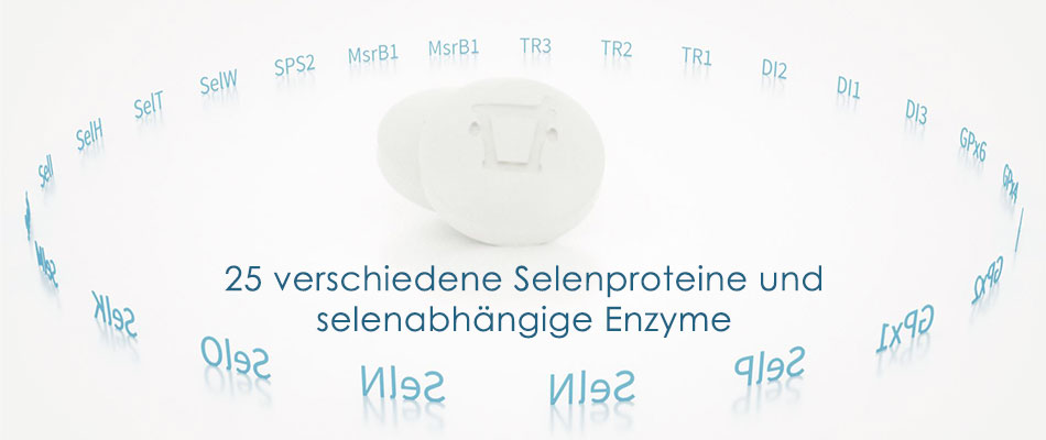 Abbildung Selenoproteine