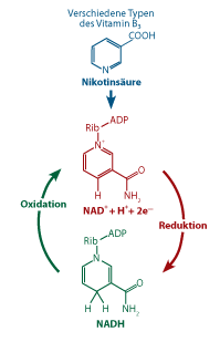 Illustration of how NADH works